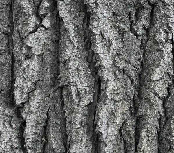 Casca Áspera Árvore Fundo Textura — Fotografia de Stock