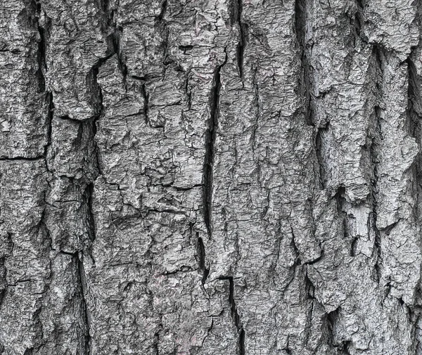 Rough Bark Tree Background Texture — Stock Photo, Image