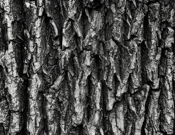 Corteza Áspera Textura Fondo Del Árbol — Foto de Stock