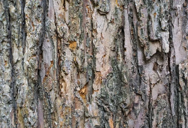 Rough Bark Tree Background Texture — Stock Photo, Image