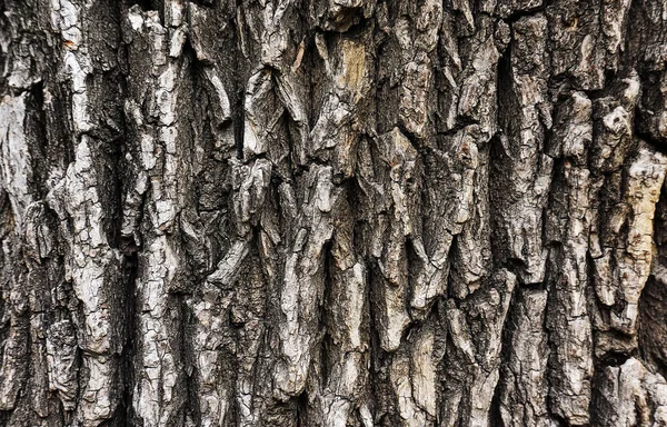 Raue Rinde Baum Hintergrund Textur — Stockfoto