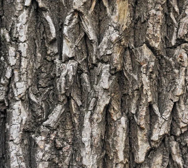 Casca Áspera Árvore Fundo Textura — Fotografia de Stock