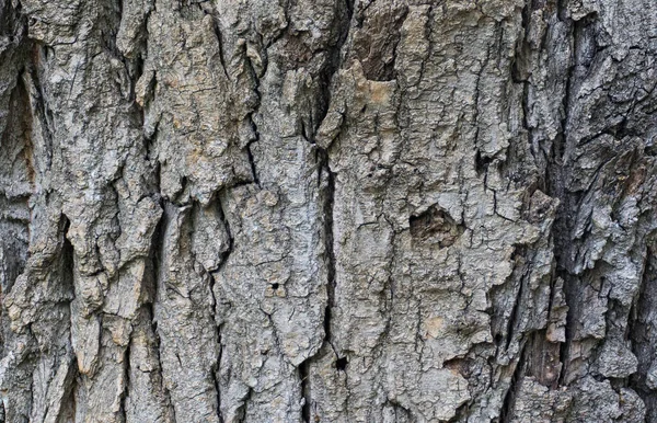 Rough Crust Tree Cracks Background Texture — Stock Photo, Image