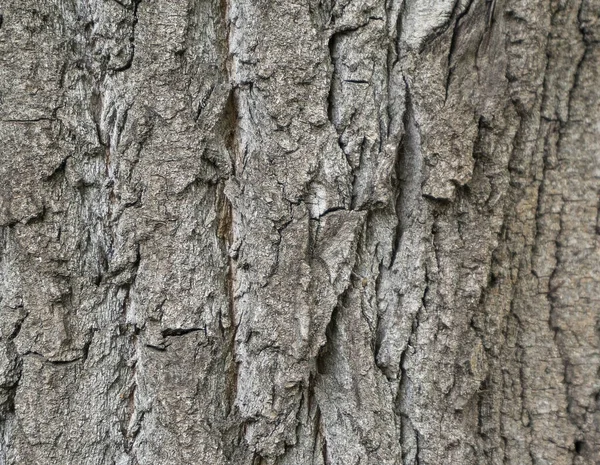 Rough Crust Tree Cracks Background Texture — Stock Photo, Image
