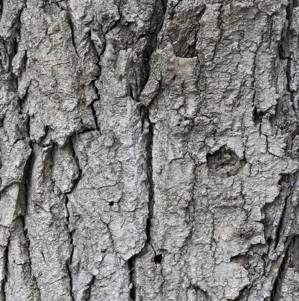 粗糙的树皮 有裂缝背景质感 — 图库照片
