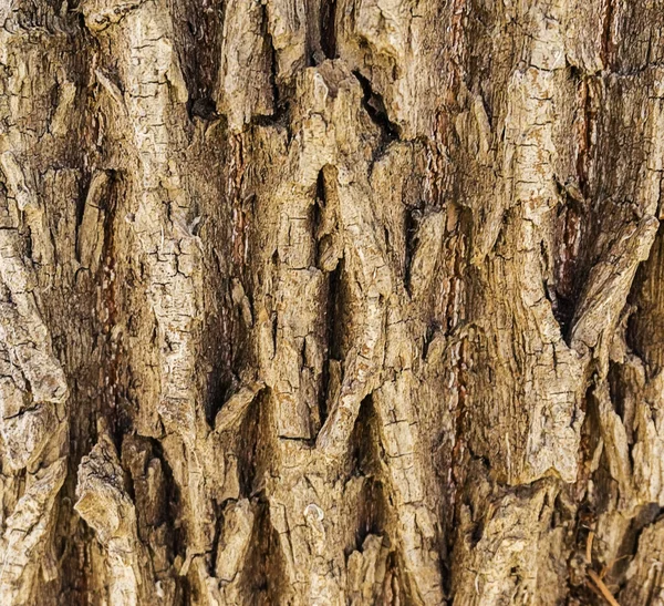 粗糙树皮背景纹理 树皮近缘 树皮背景纹理图案裂缝旧棕色设计 — 图库照片
