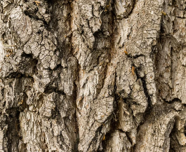 Rough Tree Bark Background Texture Tree Bark Close Bark Texture — Stock Photo, Image