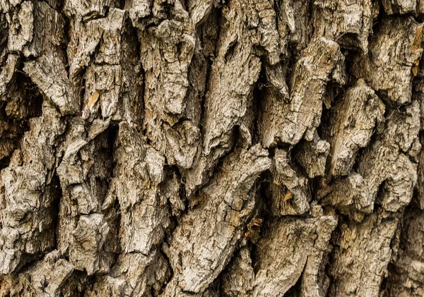 Árvore Áspera Casca Fundo Textura Casca Árvore Close Casca Textura — Fotografia de Stock
