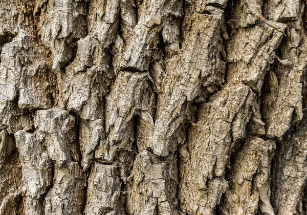 Rough Tree Bark Background Texture Tree Bark Close Bark Texture — Stock Photo, Image