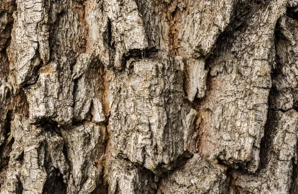 Rough Tree Bark Background Texture Tree Bark Close Bark Texture — Stock Photo, Image