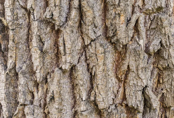 Rough Tree Bark Background Texture Tree Bark Close Bark Texture — Stock Photo, Image