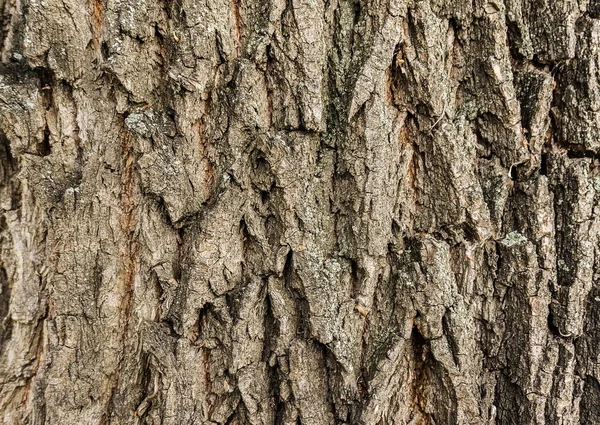 Árvore Áspera Casca Fundo Textura Casca Árvore Close Casca Textura — Fotografia de Stock