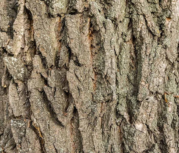 Kaba Ağaç Kabuğu Arkaplan Dokusu Ağacı Kabuğu Yakın Kabuk Dokusu — Stok fotoğraf