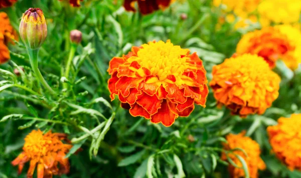 Orange Ringblommor Rabatt Gula Sommarblommor Blomsterträdgård — Stockfoto