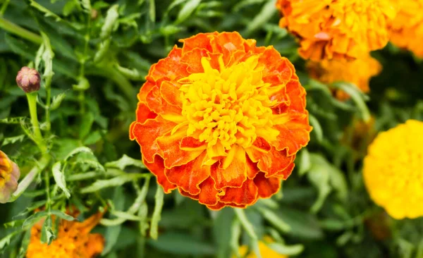 Оранжевые Ноготки Клумбе Желтые Летние Цветы Цветочном Саду — стоковое фото
