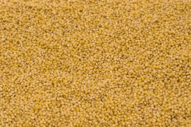 Sarı darı doku arka planında inliyor