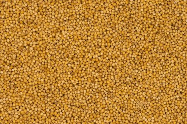 Sarı darı doku arka planında inliyor