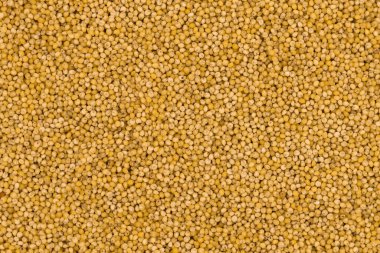 Sarı darı doku arka planında inliyor