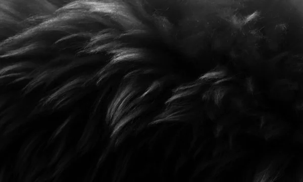 黒ふわふわのウールのテクスチャ ダークナチュラルウールの背景 デザイナーのための毛皮のテクスチャのクローズアップ 軽い長い毛皮の動物 — ストック写真