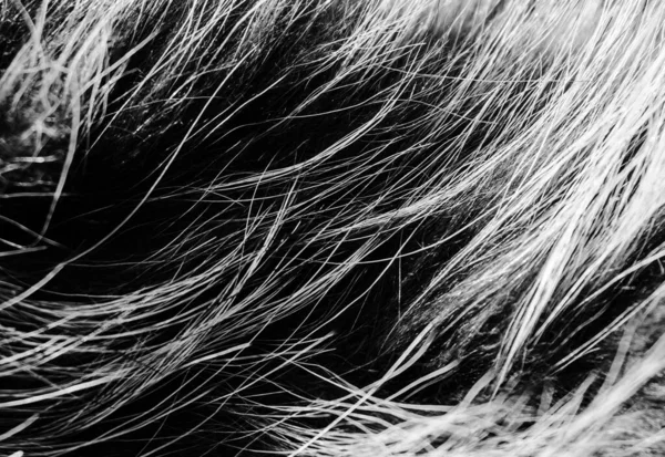Schwarz Weiße Wolle Textur Hintergrund Watte Graues Vlies Graue Natürliche — Stockfoto