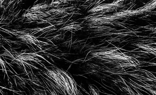 Black white wool texture background, cotton wool, grey  fleece, gray natural sheep wool, texture of dark fluffy fur, black  white nappy long wool coat, dark carpet, close-up macro, abstract, skin