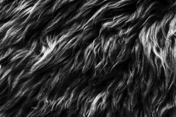 Fondo Textura Lana Negra Lana Oveja Natural Oscura Algodón Negro — Foto de Stock