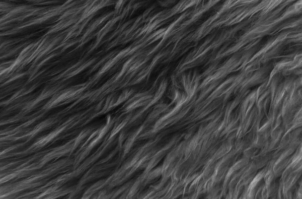 Black wool texture background, dark natural sheep wool, black seamless cotton, texture of gray fluffy fur, close-up fragment of black wool carpet