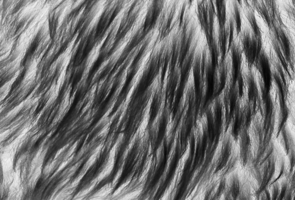 黒ウールの質感の背景 濃い天然羊のウール 灰色のふわふわの毛皮の質感 長い灰色のウールカーペットのクローズアップ — ストック写真