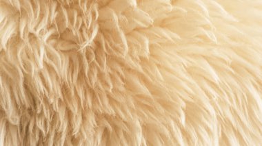 Kahverengi yün desen arka plan, pamuk pamuk, zencefil doğal koyun yünü, yakın çekim beyaz pofuduk kürk, bej renkli yün, şeftali rengi renkli kürk