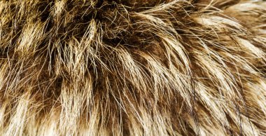 Kahverengi yün dokusu, pamuk, zencefil postu, kahverengi doğal koyun tüyü, kahverengi tüylü kürk dokusu, karışık uzun yün palto, yakın çekim makro, soyut deri