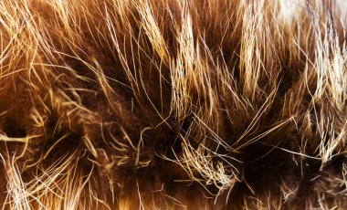 Kahverengi yün dokusu, pamuk, zencefil postu, kahverengi doğal koyun tüyü, kahverengi tüylü kürk dokusu, karışık uzun yün palto, yakın çekim makro, soyut deri