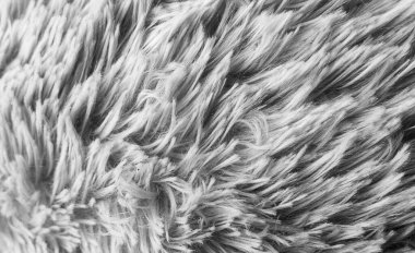 Gri yün kumaş arka plan, makro pamuk, gri yün, gri doğal koyun yünü, koyu tüylü kürk dokusu, siyah beyaz uzun yün ceket, koyu halı, yakın çekim