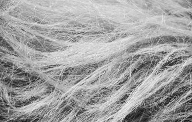 Gri yün kumaş arka plan, makro pamuk, gri yün, gri doğal koyun yünü, koyu tüylü kürk dokusu, siyah beyaz uzun yün ceket, koyu halı, yakın çekim