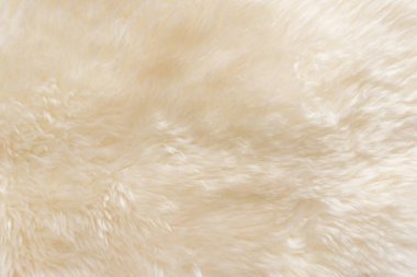 Beyaz tüylü koyun yünü dokusu, bej doğal yün arka plan, tasarımcılar için kürk dokusu