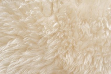 Beyaz tüylü koyun yünü dokusu, bej doğal yün arka plan, tasarımcılar için kürk dokusu