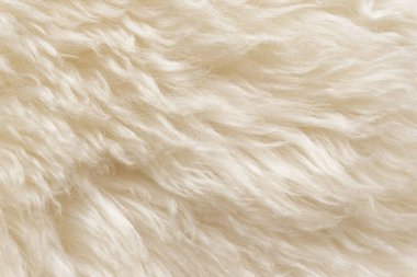 Beyaz tüylü koyun yünü dokusu, bej doğal yün arka plan, tasarımcılar için kürk dokusu