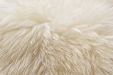 Beyaz tüylü koyun yünü dokusu, bej doğal yün arka plan, tasarımcılar için kürk dokusu