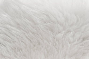 Beyaz kabarık yün dokusu, doğal yün arka plan, tasarımcılar için kürk dokusu, açık uzun kürk hayvanı.