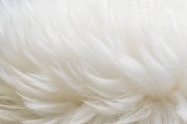 Beyaz kabarık yün dokusu, doğal yün arka plan, tasarımcılar için kürk dokusu, açık uzun kürk hayvanı.