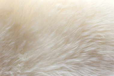 Beyaz yumuşak yün desen arka plan, pamuk yün, açık doğal koyun derisi, yakın çekim beyaz tüylü doku, bej renkli yün, şeftali rengi kürk