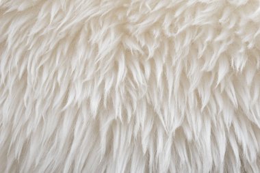 Beyaz yumuşak yün dokusu, dikişsiz pamuk, hafif doğal koyun yünü, beyaz kabarık kürkün yakın çekim dokusu, tasarımcı için bej renkli tonda yün.