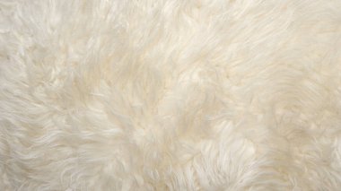 Beyaz yumuşak yün dokusu, dikişsiz pamuk, hafif doğal koyun yünü, beyaz kabarık kürkün yakın çekim dokusu, tasarımcı için bej renkli tonda yün.