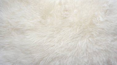 Beyaz yumuşak yün dokusu, dikişsiz pamuk, hafif doğal koyun yünü, beyaz kabarık kürkün yakın çekim dokusu, tasarımcı için bej renkli tonda yün.