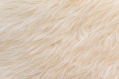 Beyaz yumuşak yün dokusu, dikişsiz pamuk, hafif doğal koyun yünü, beyaz kabarık kürkün yakın çekim dokusu, tasarımcı için bej renkli tonda yün.