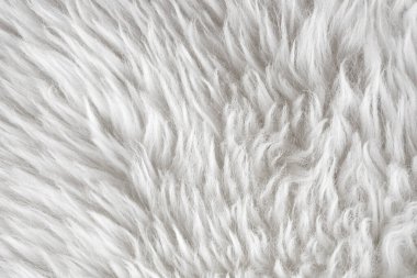 Beyaz yün dokusu arka plan, açık doğal koyun yünü, beyaz tüylü kürk dokusu, uzun yün halıyı kapat