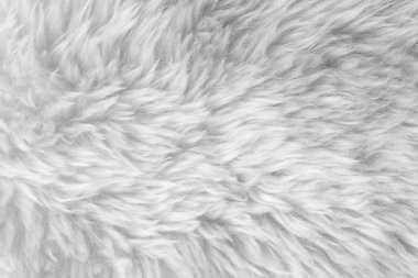 Beyaz yün dokusu arka plan, açık doğal koyun yünü, beyaz tüylü kürk dokusu, uzun yün halıyı kapat