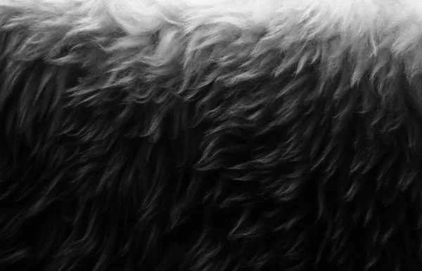 Black Wool White Top Texture Background Illuminated Dark Natural Sheep — Stock Photo, Image