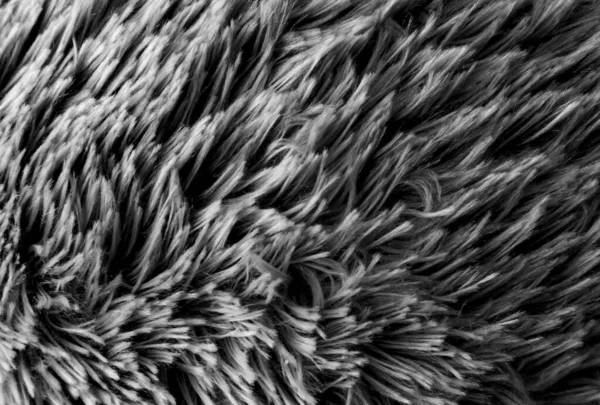Grey  wool texture background, macro cotton wool, grey fleece, gray natural sheep wool, texture of dark fluffy fur, black white nappy long wool coat, dark carpet, close-up