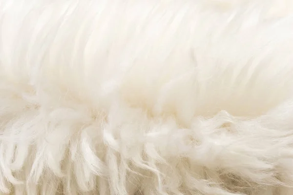 White Fluffy Sheep Wool Texture Beige Natural Wool Background Fur — Stock Photo, Image