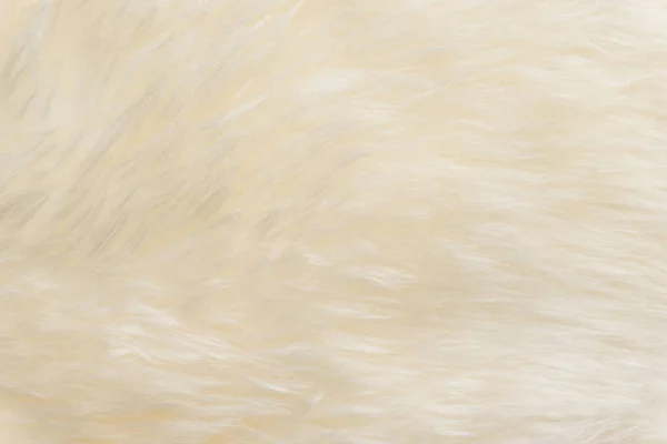 Texture Laine Mouton Duveteuse Blanche Fond Laine Naturelle Beige Texture — Photo